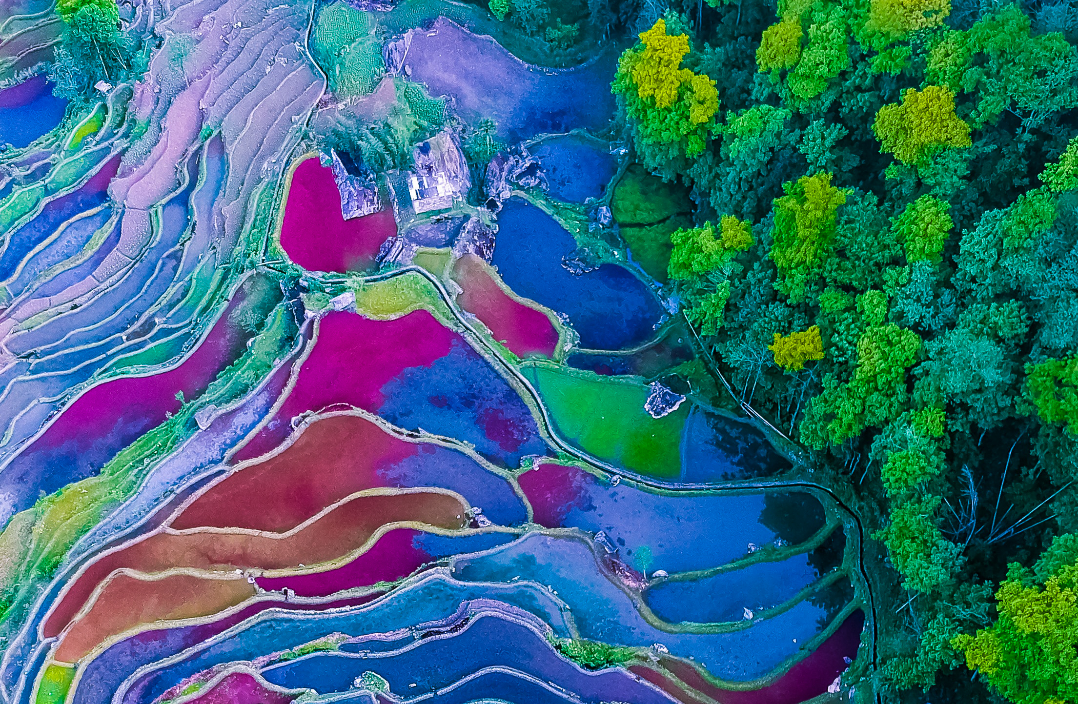 An aerial photograph of an irrigated agricultural wetland with a series of thin ponds stacked like pancakes from the top to the bottom of the photo. The ponds are colored richly, possibly with algal blooms in green, blues, purples and pinks. A forest lines the right side of the landscape. This photo was taken and colorized by Tiraya Adam.