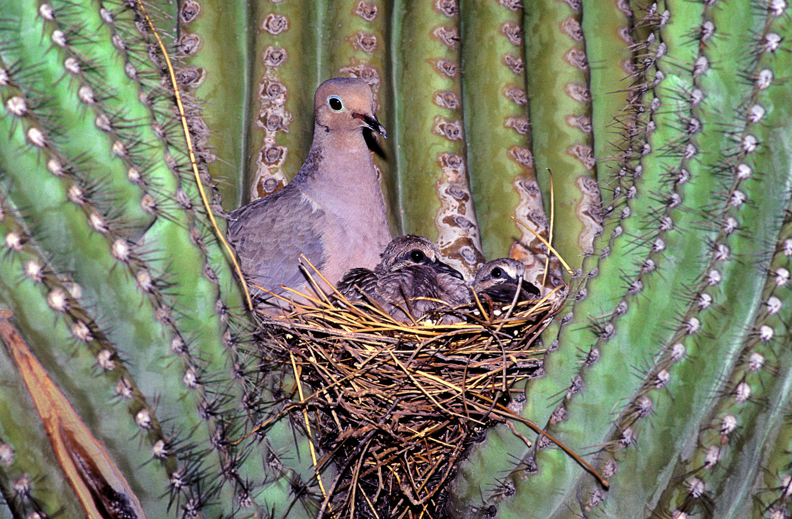 Color photo of a dove with her chicks in a nest strategically built in the fork of a sharp prickly cactus. Nevada, USA.
